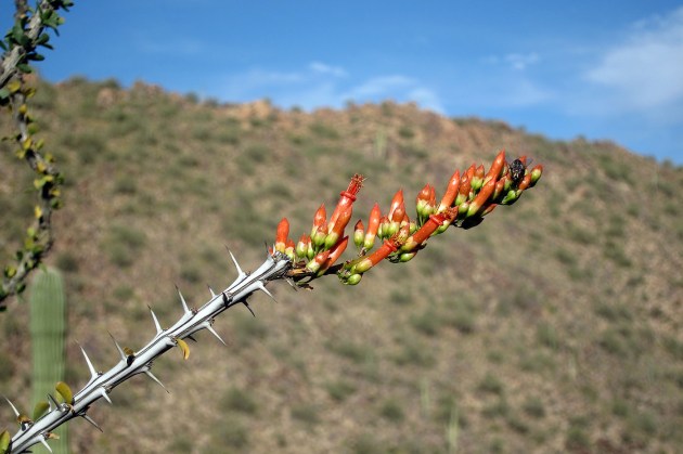 Ocotillo, not a cactus