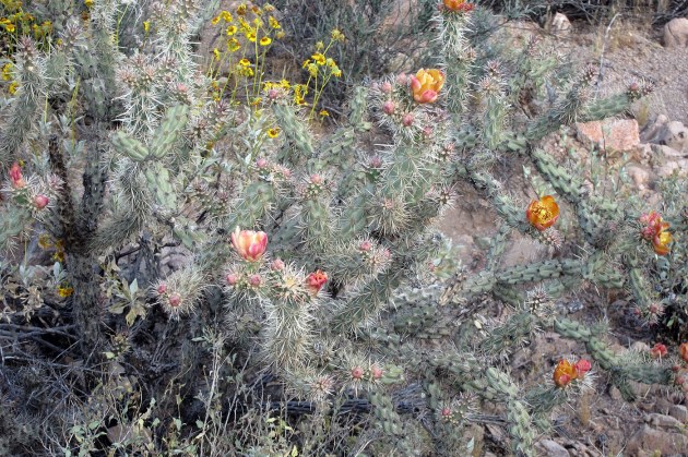 First cactus flowers of the year
