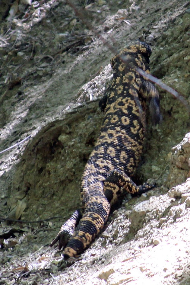 Gila Monster