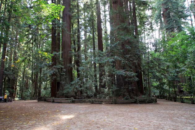They kept wandering around so they had to be fenced in! 